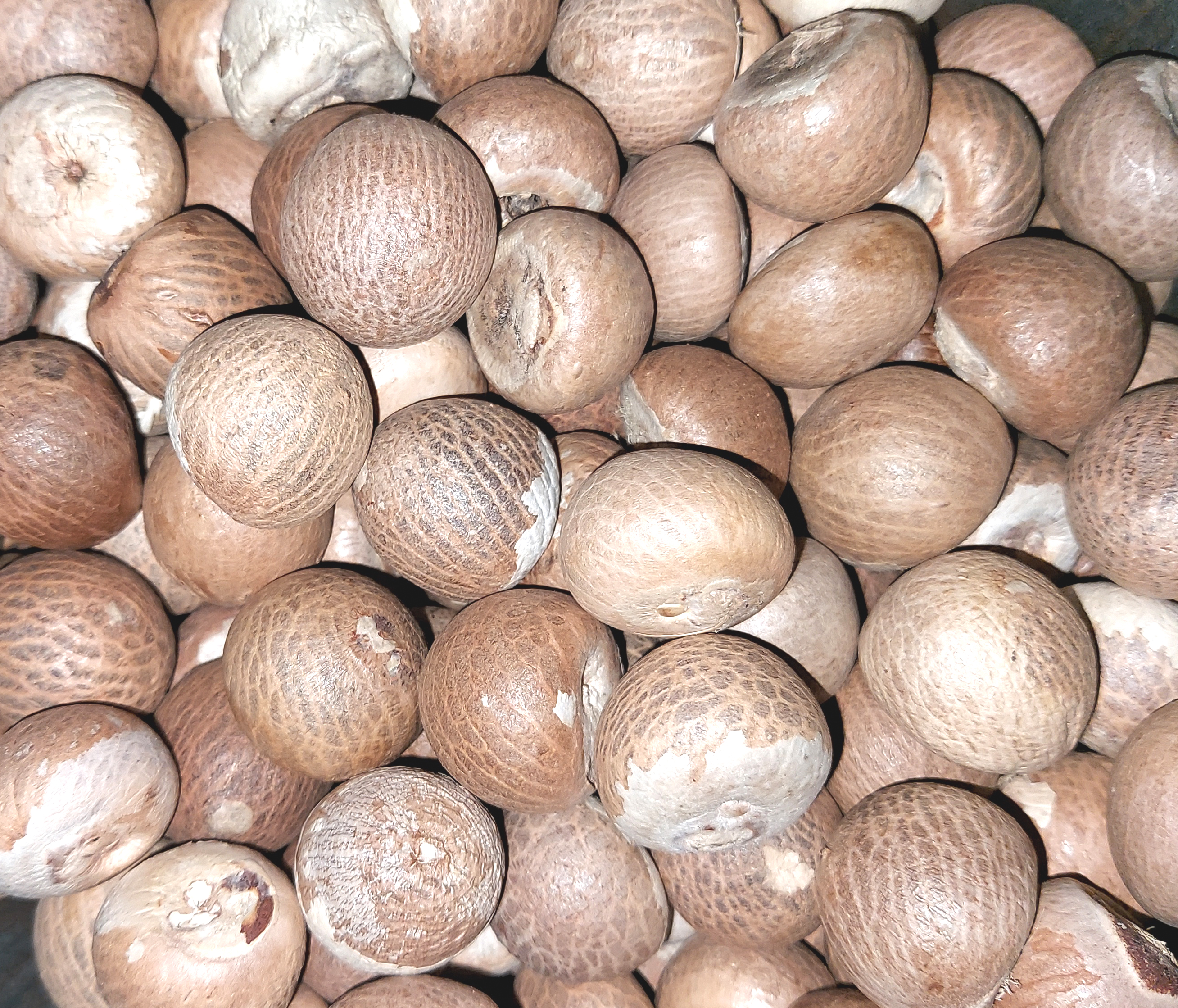 Whole Hand-Sorted Raw Betel Nuts